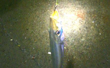 焼津港で良型のタコとカマス